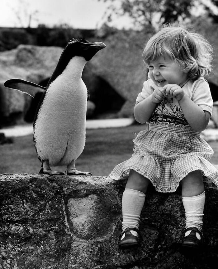 Vintage photo of a happy little girl laughing while looking at a penguin. Animals steal the spotlight.