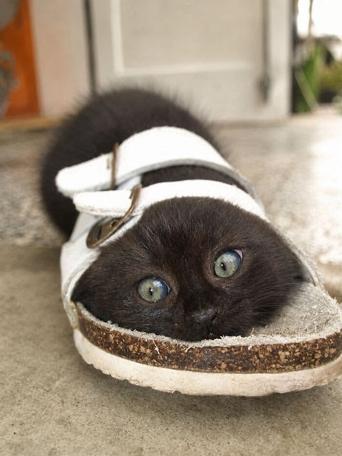 A tiny kitten, a delightful cat pic, peeking out of a sandal with beautiful green eyes.