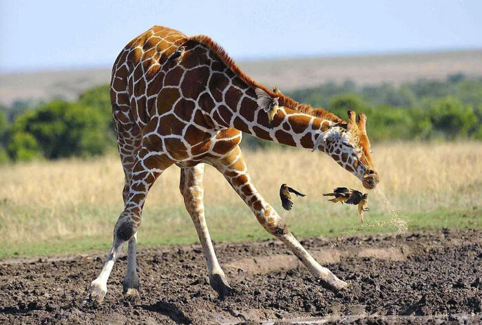 50 Perfectly Timed Animal Photos From This Online Collection That Are Almost Too Good To Be True