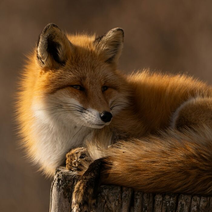 40 Amazing Animal Photos That Prove Nature And Pets Never Run Out Of Surprises