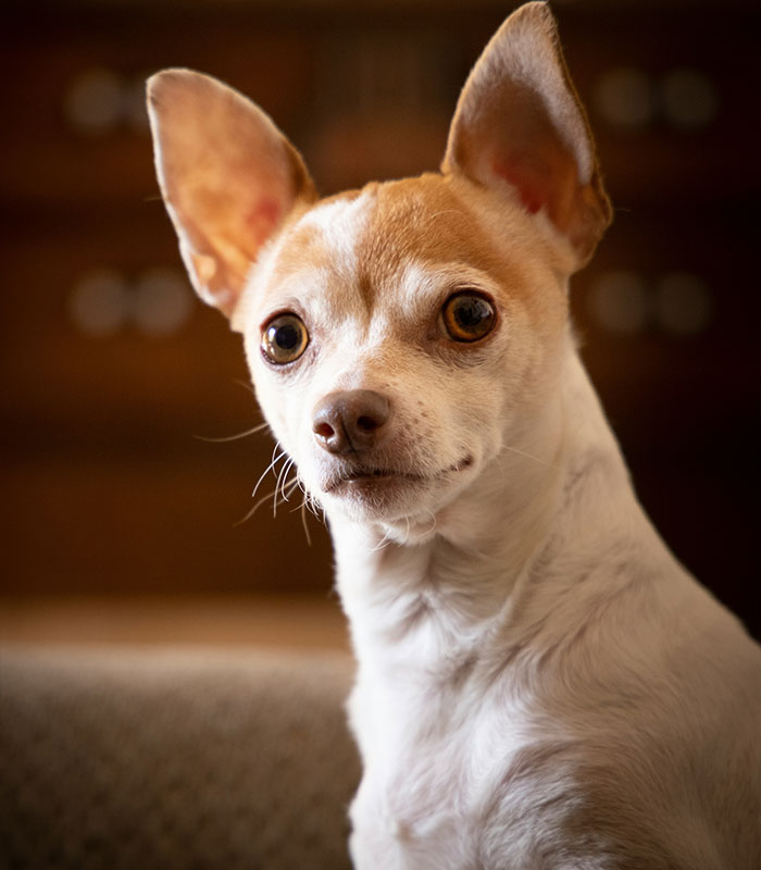 Small Chihuahua dog breeds with big ears looking into the camera, concerning possible ban in UK. Small Chihuahua dog breeds with big ears looking into the camera, concerning possible ban in UK.