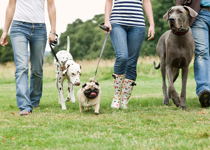 Two people walking diverse dog breeds: a Dalmatian, a Pug, and a Great Dane, in a park, amid UK ban talks. Two people walking diverse dog breeds: a Dalmatian, a Pug, and a Great Dane, in a park, amid UK ban talks.