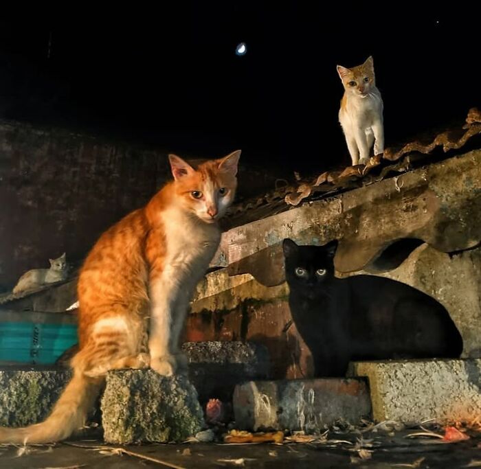 “The Secret Lives Of India’s Street Cats”: 24 Heartwarming Photos That Turn Everyday Felines Into Unforgettable Stars