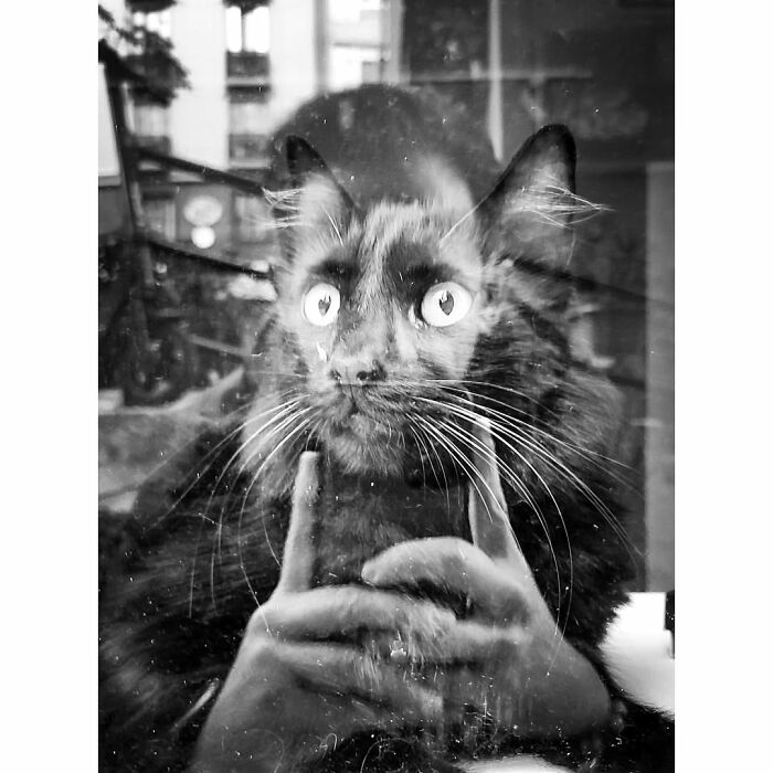 A perfectly timed street photo of a black cat staring intensely at its reflection, captured by Mehmet Bayram, creating art.