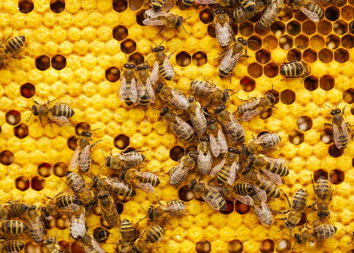Close-up of numerous bees on a honeycomb, showcasing the honey production increased by a bee-saving device. Close-up of numerous bees on a honeycomb, showcasing the honey production increased by a bee-saving device.