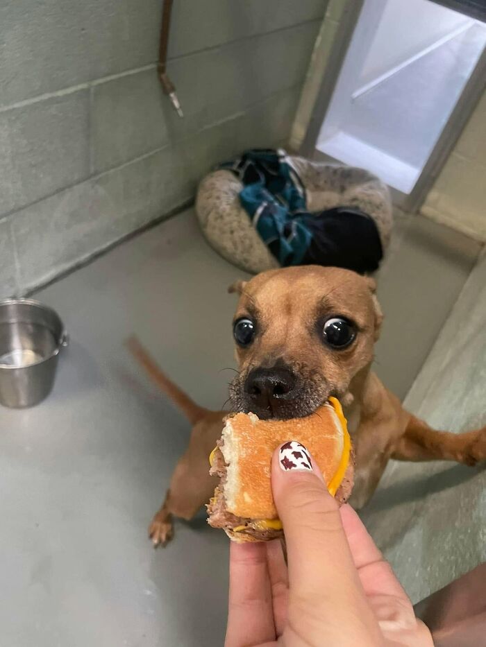 A tiny, brown dog with large eyes at the shelter excitedly eats a hamburger from a hand.