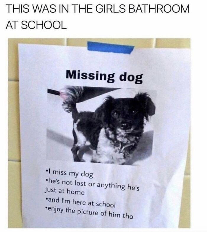 A humorous missing dog meme on a flyer, showcasing a dog toy maker's relatable content.