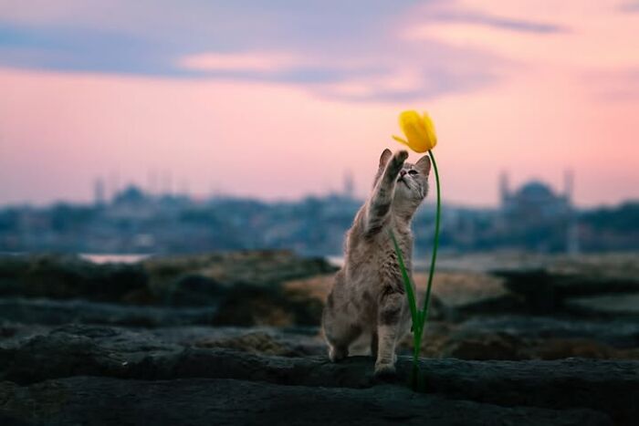 A domestic cat playfully reaching for a yellow tulip, with a city skyline at sunset in the background. Murat Bakmaz captures the beauty of everyday life.