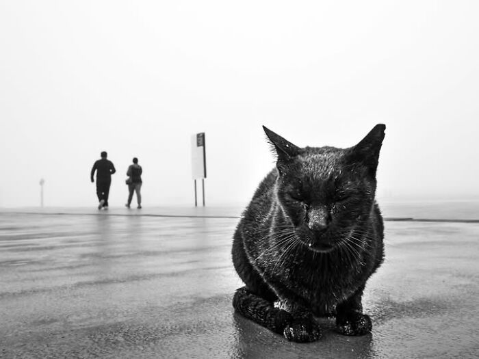 A black and white photograph by Tittu Shaji Thomas of a cat in a landscape with people in the background.