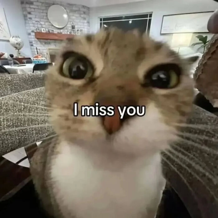 A wide-eyed cat meme with the text I miss you from Sweetcatclub.
