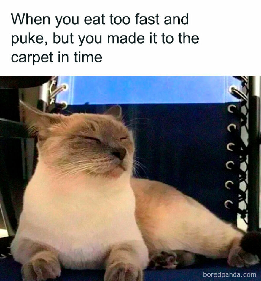 A meme of an animal, a cat, looking smug after puking on the carpet. Funny memes about animals.