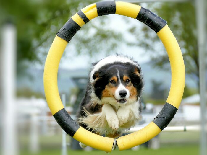 A black, white, and brown border collie jumping through a yellow and black hoop, a known industry secret.