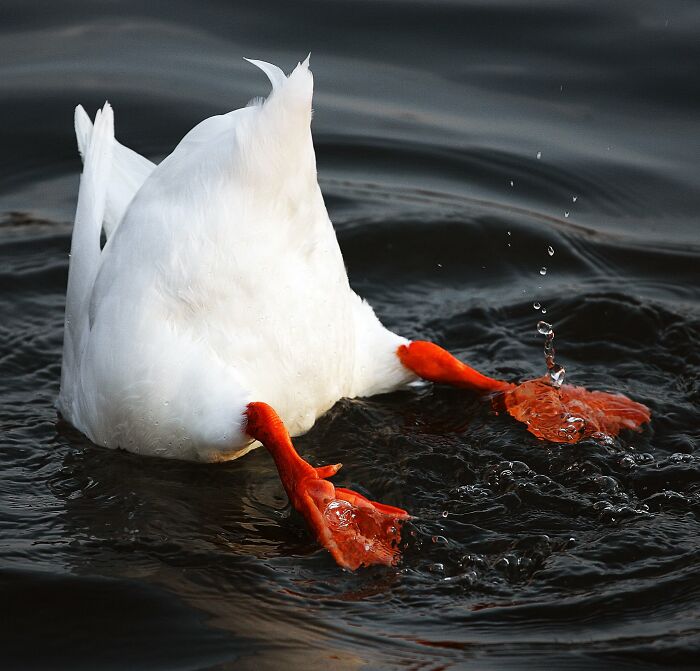 40 Amazing Animal Photos That Prove Nature And Pets Never Run Out Of Surprises