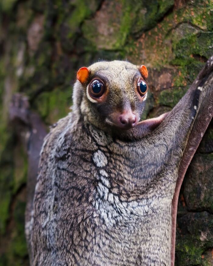 40 Amazing Animal Photos That Prove Nature And Pets Never Run Out Of Surprises