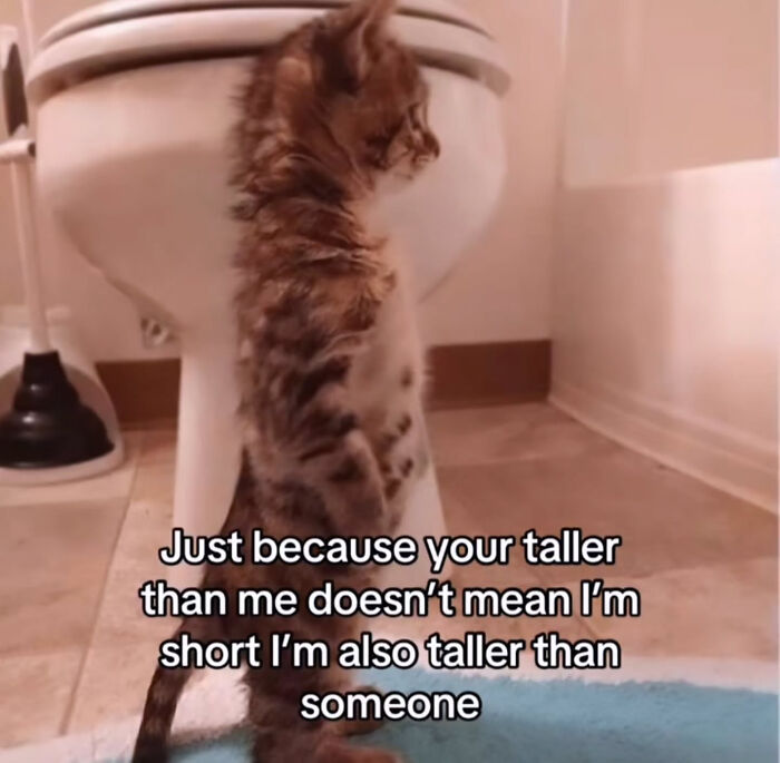 A small tabby kitten stands tall next to a toilet, comically asserting its height in a Cat Meme.