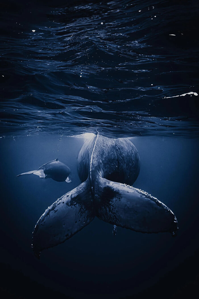 A majestic whale and its calf swimming underwater, a winning image from the European Photography Awards, showcasing the beauty of the world.