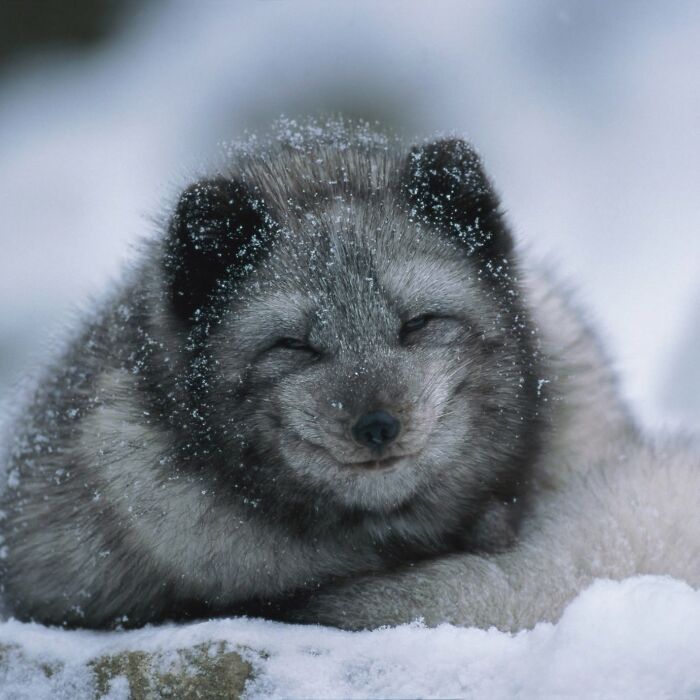 40 Amazing Animal Photos That Prove Nature And Pets Never Run Out Of Surprises