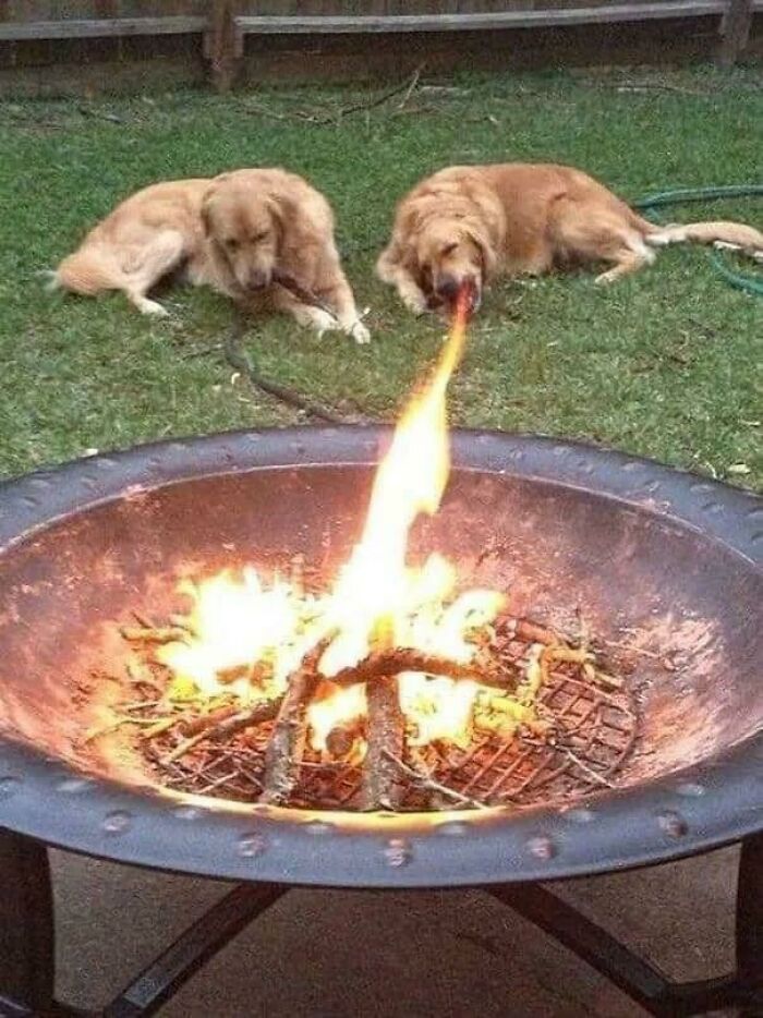 50 Perfectly Timed Animal Photos From This Online Collection That Are Almost Too Good To Be True