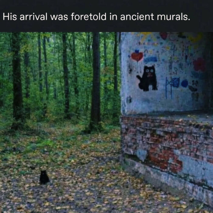 A small black cat sits in a forest next to a crumbling wall with cat graffiti, a mystical Cat Meme.