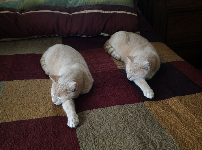 Two delightful cat pics of kittens with beautiful colors sleeping soundly on a bed.