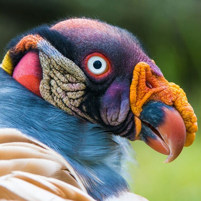 40 Amazing Animal Photos That Prove Nature And Pets Never Run Out Of Surprises