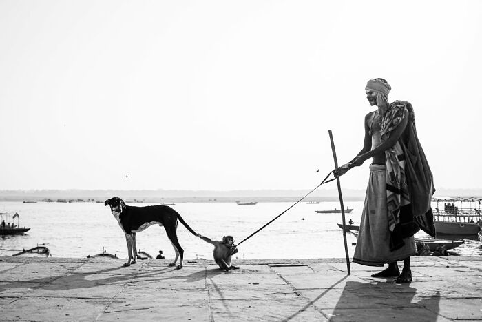 Pet Monkey Holding A Dog's Tail By Saneet Konduri