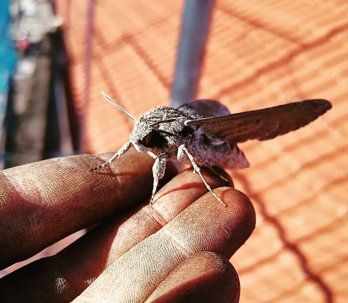 Cool animal photo of a moth with prominent antennae held gently on a hand.