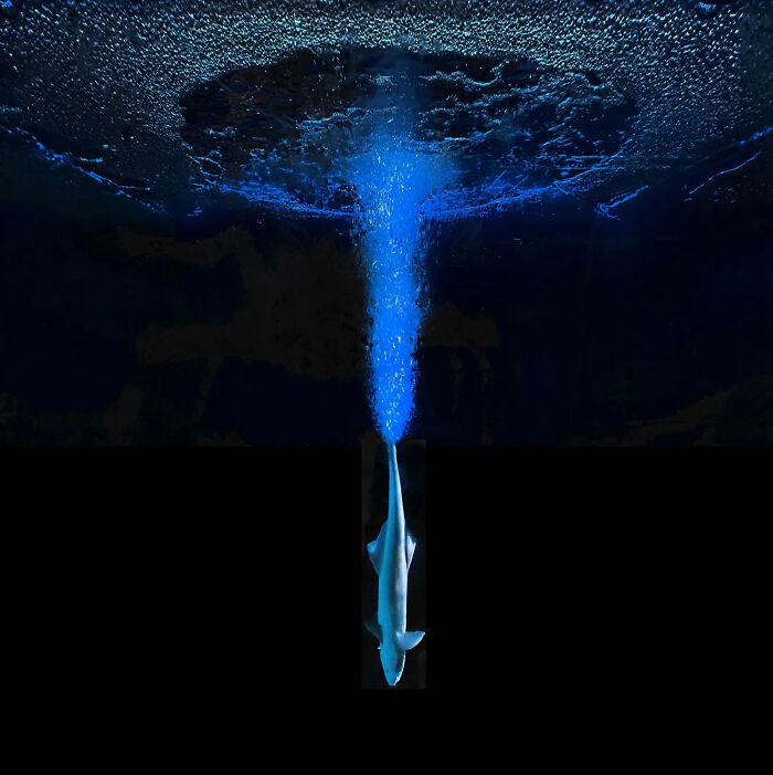 A shark-like creature swimming upwards towards a vibrant blue underwater light beam. A winning image from the 2026 European Photography Awards.