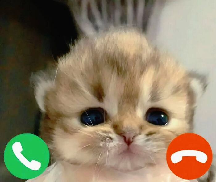 Adorable kitten with big blue eyes, shown with phone call icons for answer and decline. Sweetcatclub memes.
