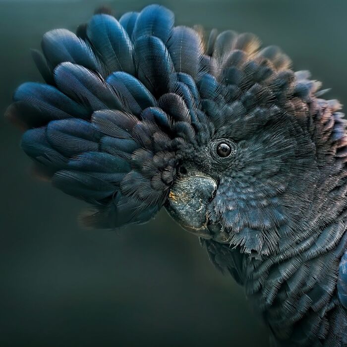 40 Amazing Animal Photos That Prove Nature And Pets Never Run Out Of Surprises
