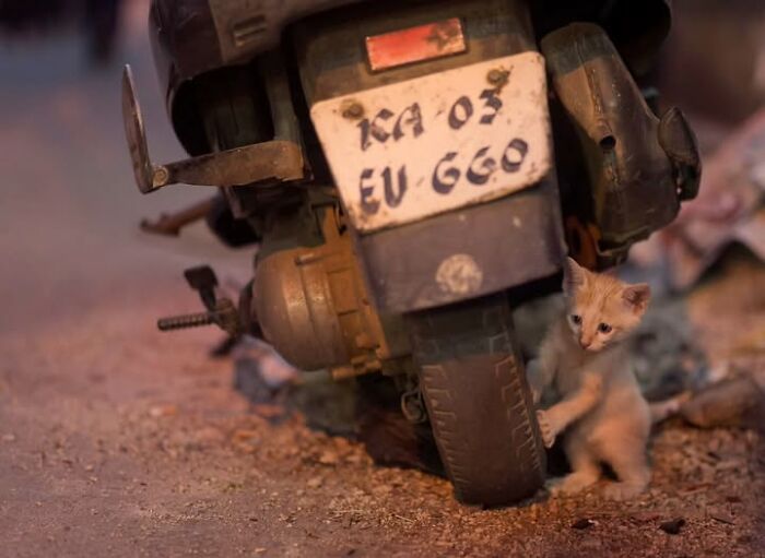 “The Secret Lives Of India’s Street Cats”: 24 Heartwarming Photos That Turn Everyday Felines Into Unforgettable Stars