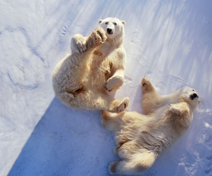 40 Amazing Animal Photos That Prove Nature And Pets Never Run Out Of Surprises
