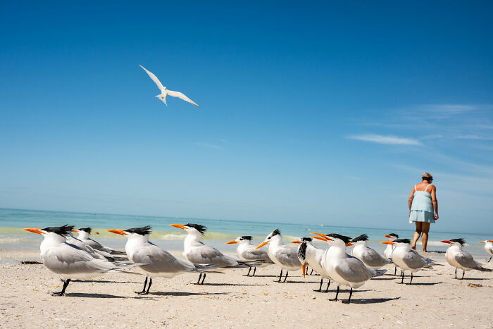 A woman in a blue dress walking on a beach with many birds in a street photography award entry.