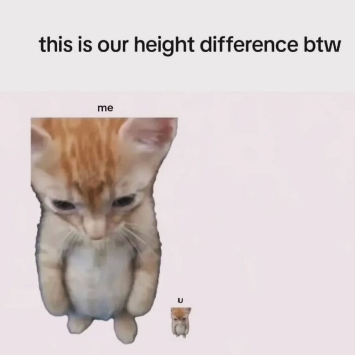 Humorous meme showing a large ginger cat representing me and a tiny cat representing U, illustrating height difference. Sweetcatclub memes.