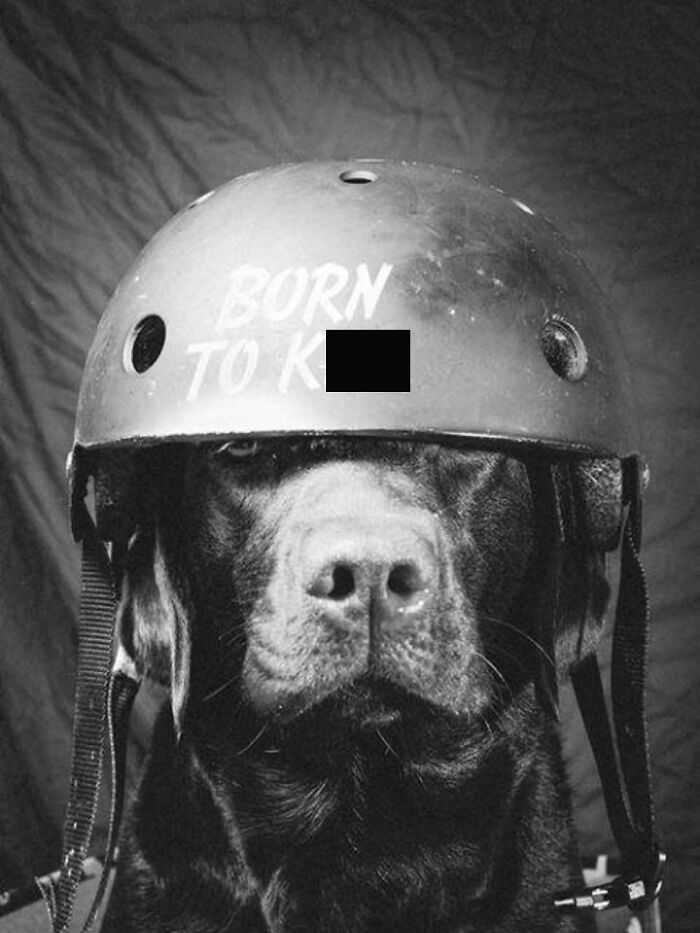 An artistic dog image in black and white of a black Labrador wearing a helmet that says Born To K.