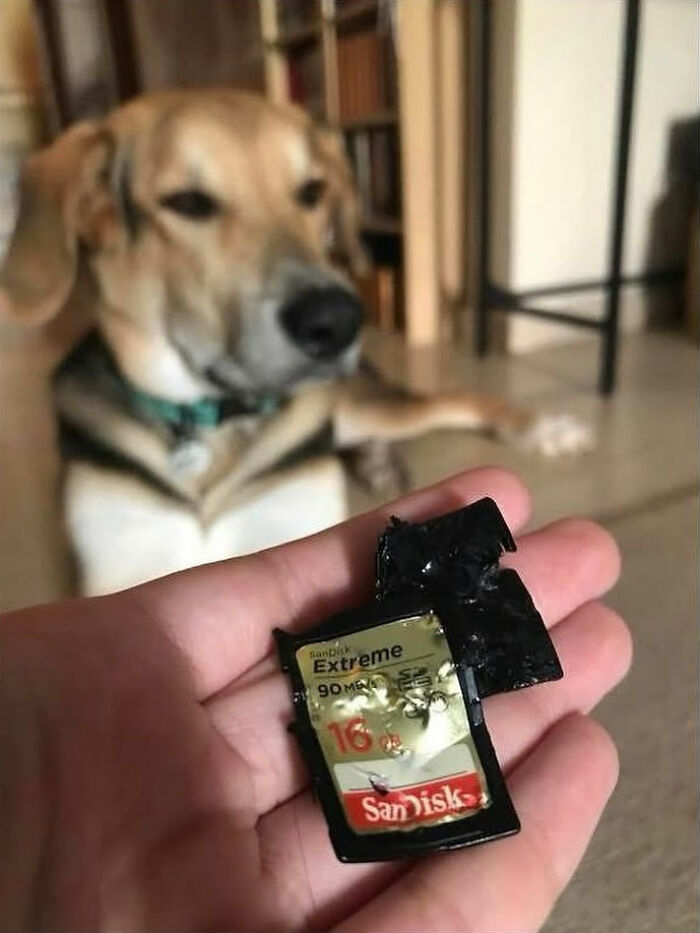 An artistic dog image of a beagle-mix dog looking guilty at a person holding a chewed-up SD card.