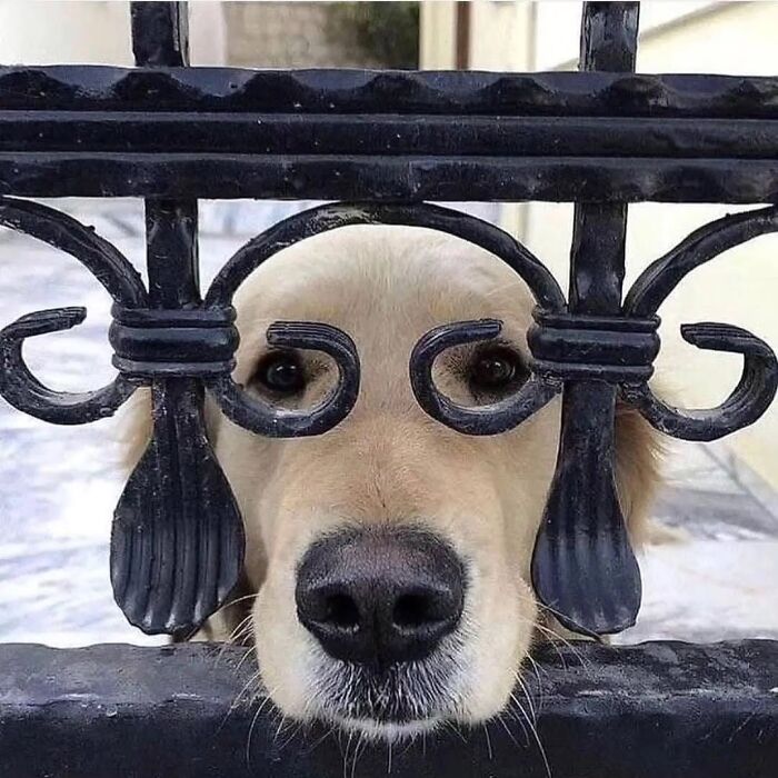 An absurd dog image of a golden retriever with its face pressed against an ornate black metal gate.