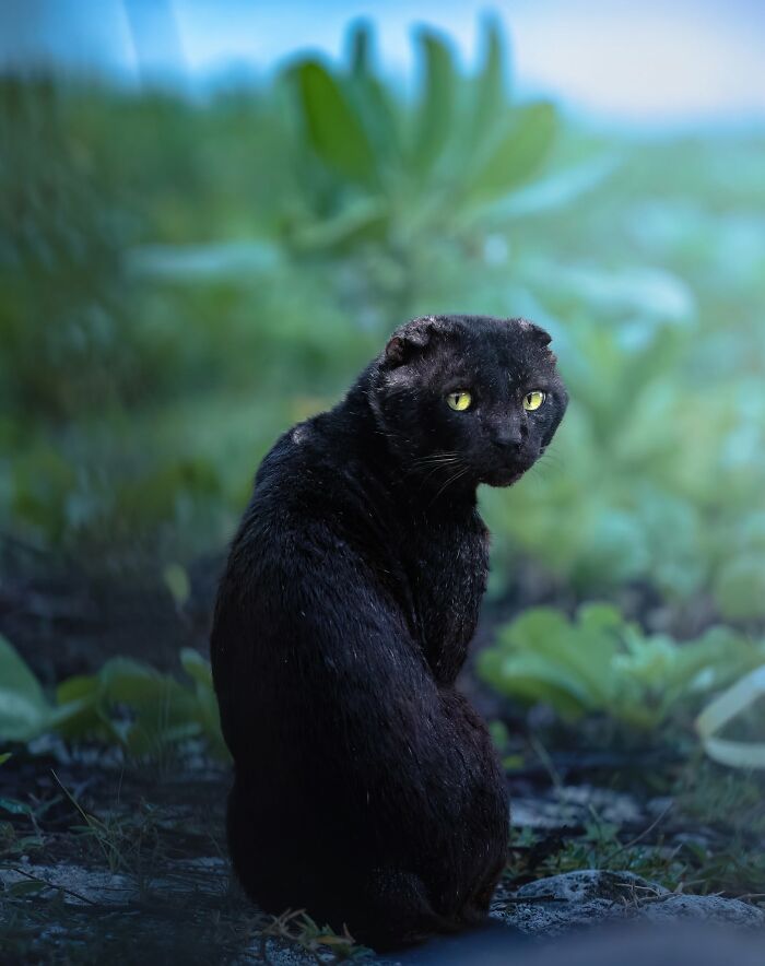 40 Amazing Animal Photos That Prove Nature And Pets Never Run Out Of Surprises