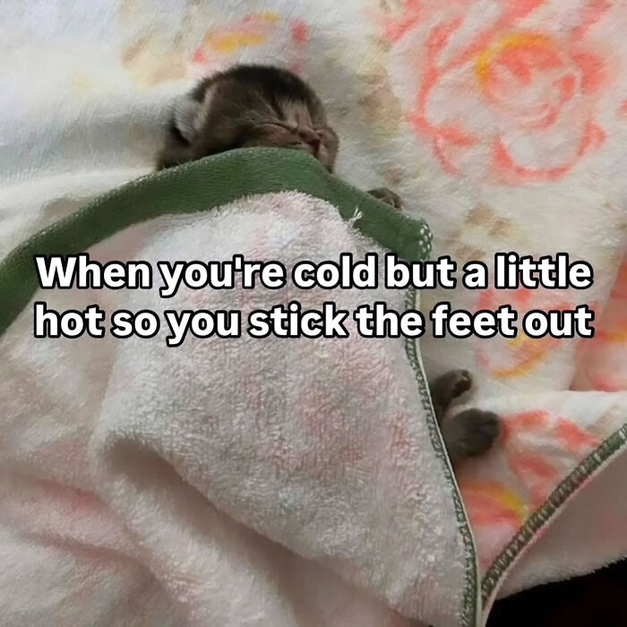 A sleeping kitten under a blanket with its feet sticking out, a sweetcatclub meme about being cold and hot.
