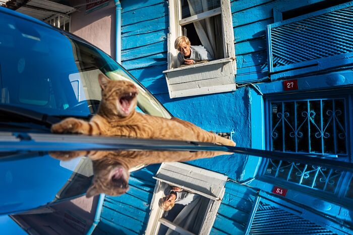 Street photography showcasing a yawning ginger cat on a blue car hood, reflecting a woman in a window above.