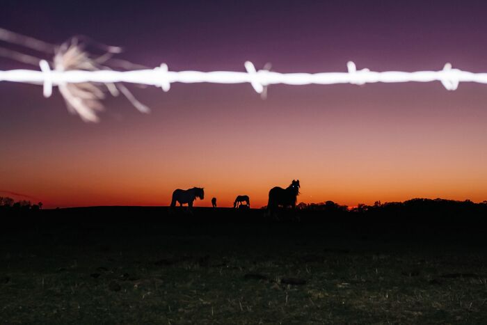 Silhouettes of horses against a vibrant sunset sky, with a blurred barbed wire fence in the foreground, an artistic street photography moment.