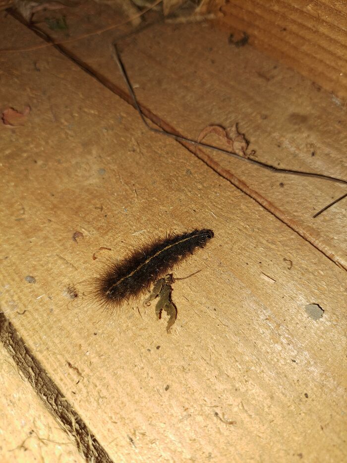 A fuzzy, dark caterpillar, an animal, with a yellow stripe on its back, crawling on a wooden surface.
