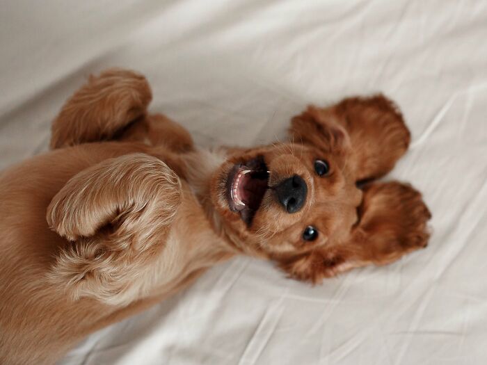 40 Amazing Animal Photos That Prove Nature And Pets Never Run Out Of Surprises