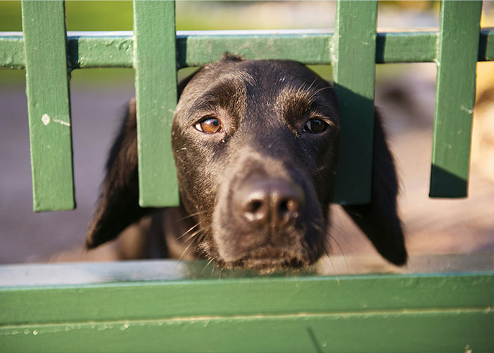 A black dog breed with sad eyes looks through a green fence, wondering if it will be banned in the UK. A black dog breed with sad eyes looks through a green fence, wondering if it will be banned in the UK.