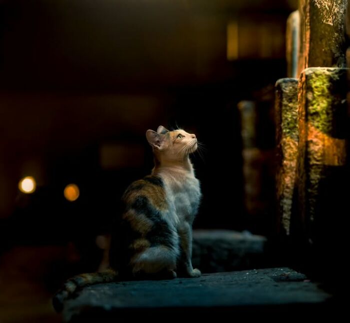 “The Secret Lives Of India’s Street Cats”: 24 Heartwarming Photos That Turn Everyday Felines Into Unforgettable Stars