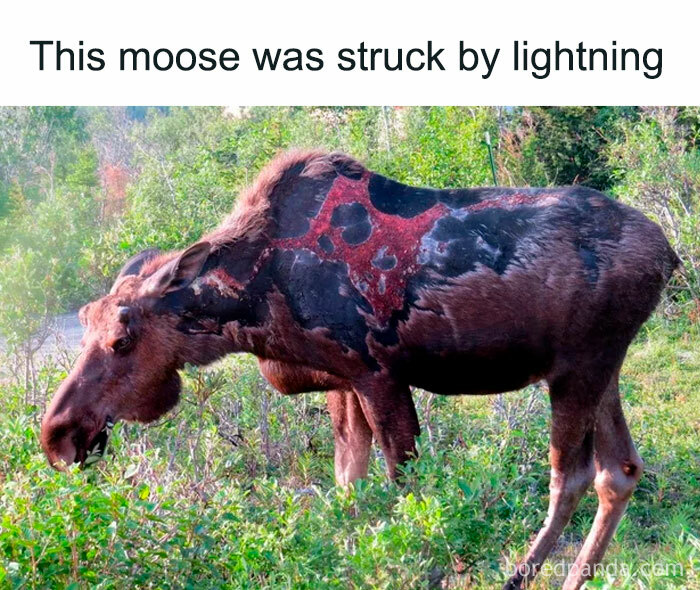 Thunder Moose In His Fist Form
