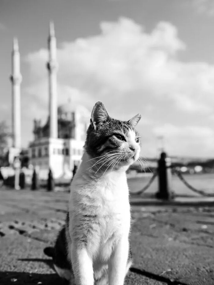A perfectly timed street photo of a cat sitting elegantly with a mosque in the background, captured by Mehmet Bayram, creating art.