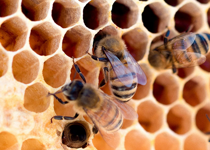 Close-up of bees on a honeycomb, bee-saving device promoting honey production. Close-up of bees on a honeycomb, bee-saving device promoting honey production.