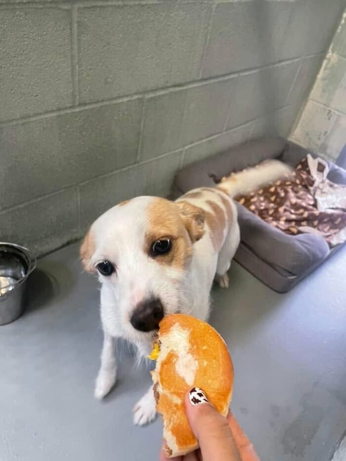 A small, white and brown dog in a shelter is being treated to a hamburger, looking eagerly at the camera.