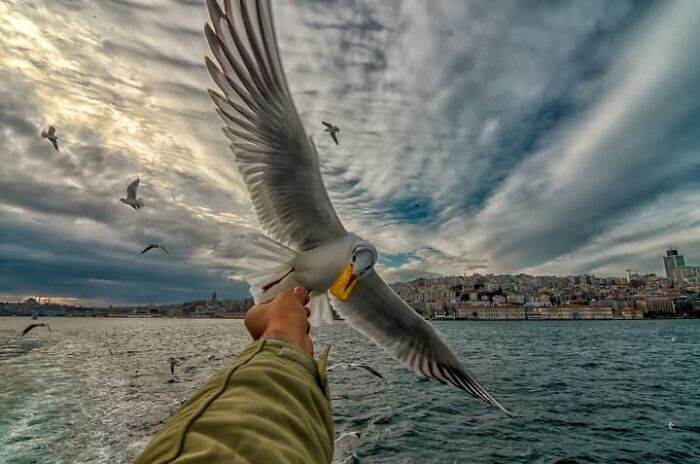 Murat Bakmaz captures the easily missed beauty of everyday life: A person's hand feeding a seagull in flight over water with a city in the background.